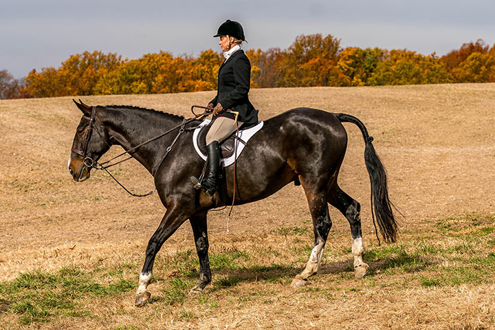 Horse Riding